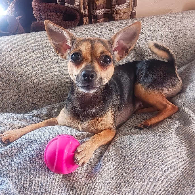 Sassy joined the competition — help win amazing prizes! alert, animal, black, blanket, brown, couch, cozy, dog, ears, fur, gray_couch, indoor, looking, paw, pet, pink_ball, resting, small_dog, tan, toy