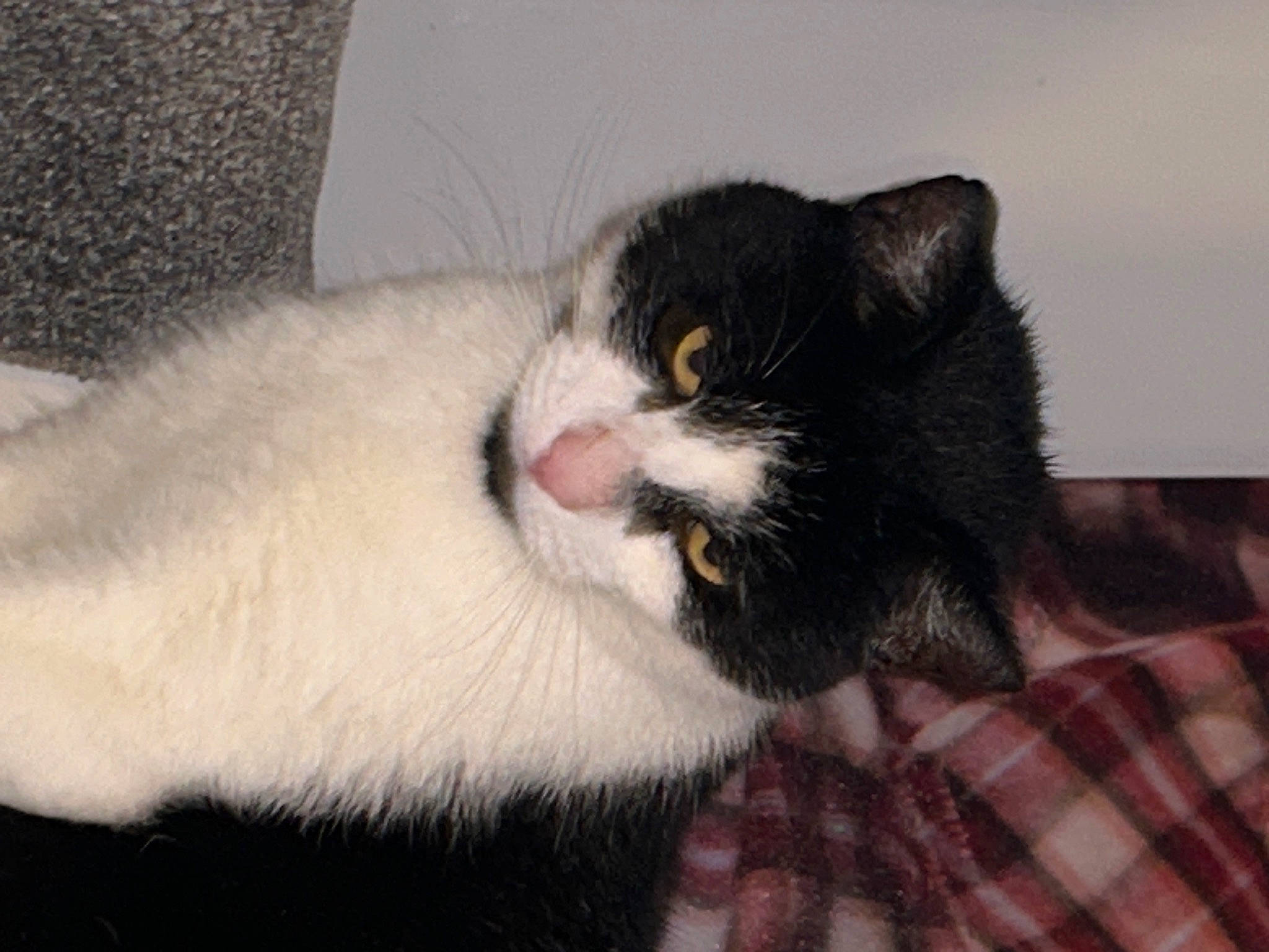 Hurricane is registered to the contest to win money with this photo: carnivore, cat, cat_supply, claw, comfort, domestic_short_haired_cat, felidae, fur, natural_material, pattern, paw, plaid, small_to_medium_sized_cats, snout, tail, tartan, terrestrial_animal, whiskers