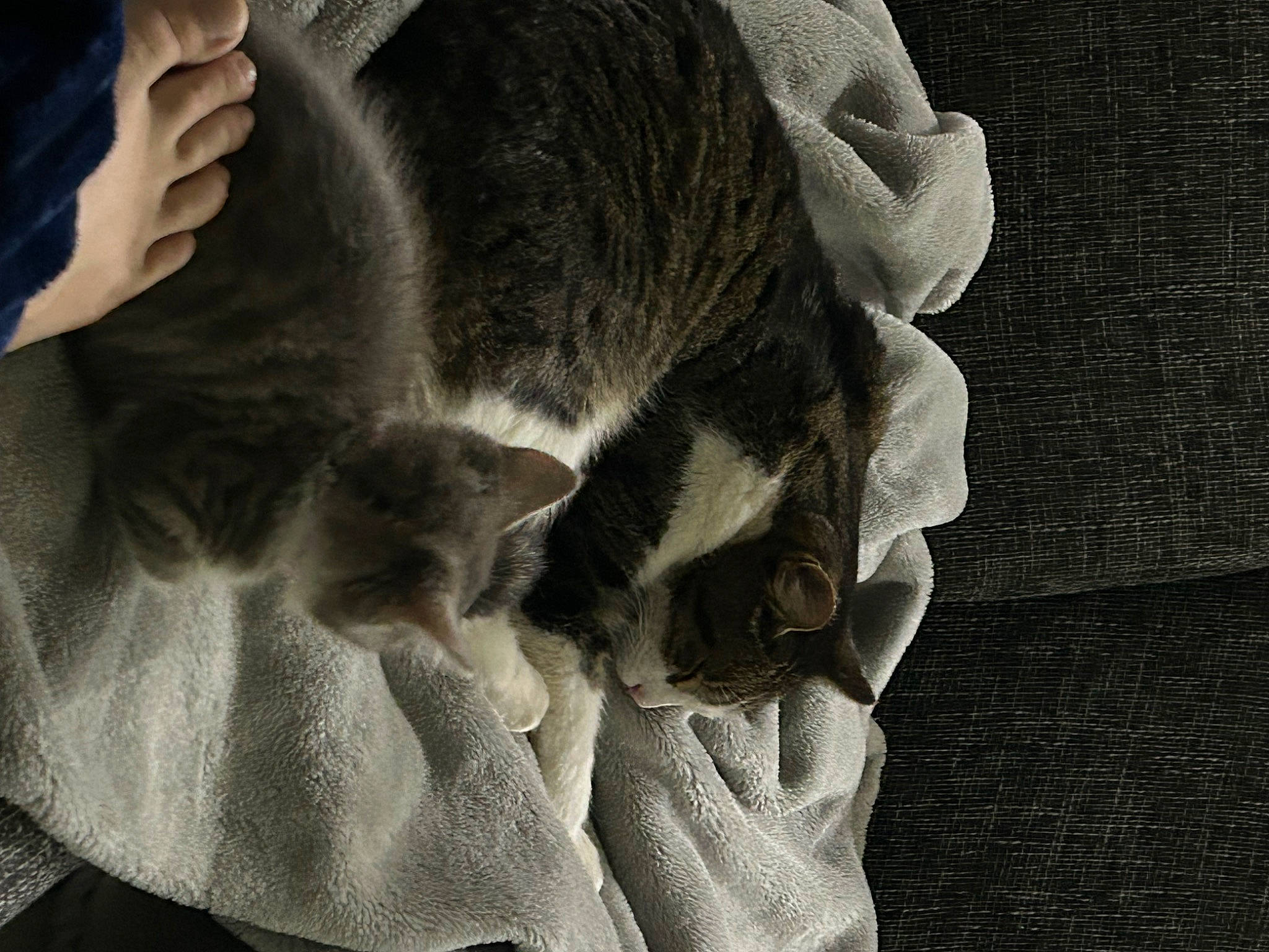 Belle is registered to the contest to win money with this photo: canidae, carnivore, cat, comfort, dog_breed, domestic_short_haired_cat, ear, felidae, fur, grey, jaw, linens, mammal, monochrome, paw, small_to_medium_sized_cats, snout, tail, textile, whiskers