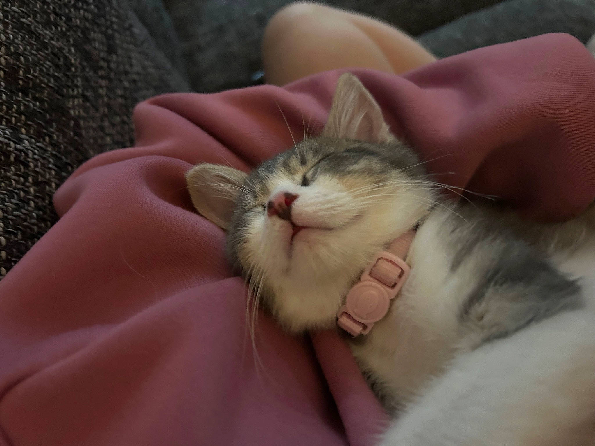 Belle is registered to the contest to win money with this photo: carnivore, cat, claw, comfort, domestic_short_haired_cat, fawn, felidae, finger, fur, gesture, nail, nap, paw, sleep, small_to_medium_sized_cats, snout, terrestrial_animal, whiskers