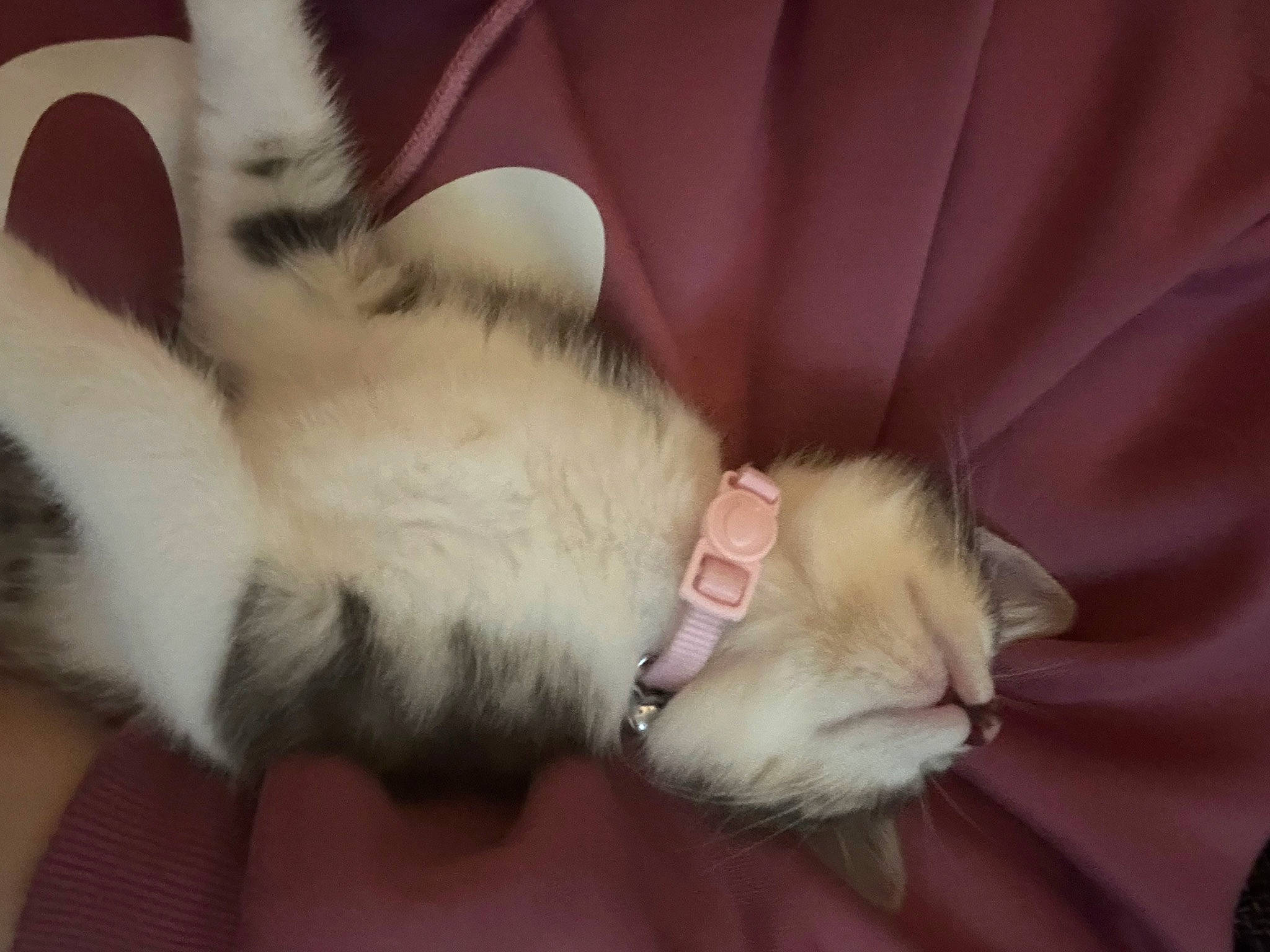 Belle joined the competition — help win amazing prizes! carnivore, cat, claw, comfort, companion_dog, domestic_short_haired_cat, ear, fawn, felidae, foot, fur, gesture, human_leg, lap, paw, small_to_medium_sized_cats, snout, tail, watch, whiskers