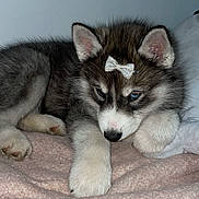 Anita a rejoint le concours — aidez-le/la à gagner de superbes lots ! husky, puppy, dog, bow, sleepy, cute, pet, fur, indoor, blanket, pink, animal, young, ears, paw, resting, cozy, adorable, face, lying_down