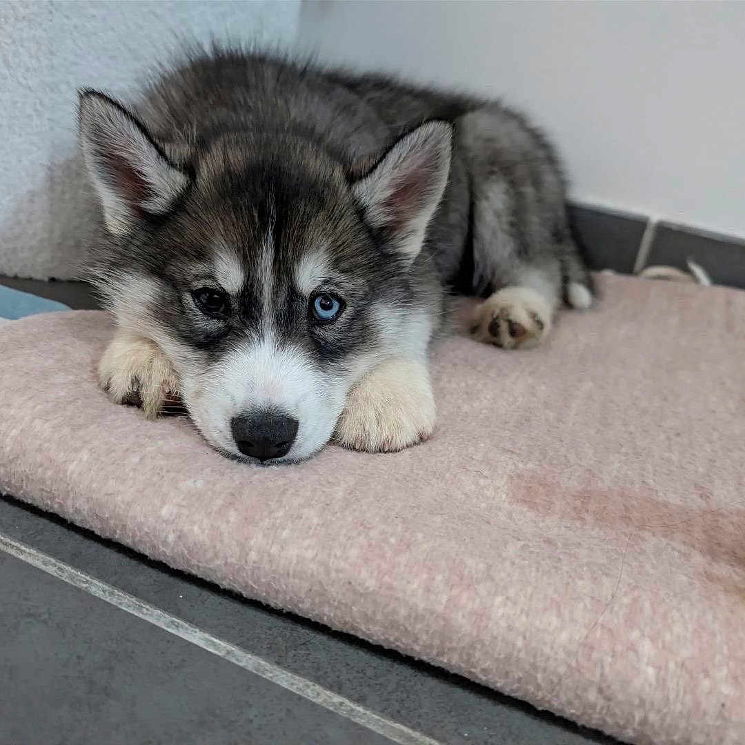 Anita participe au concours pour gagner de l'argent avec cette photo : adorable, animal, blanket, blue_eye, brown_eye, companion, cute, dog, ears, floor, fur, heterochromia, husky, indoor, lying_down, pet, puppy, resting, tile_floor, toy