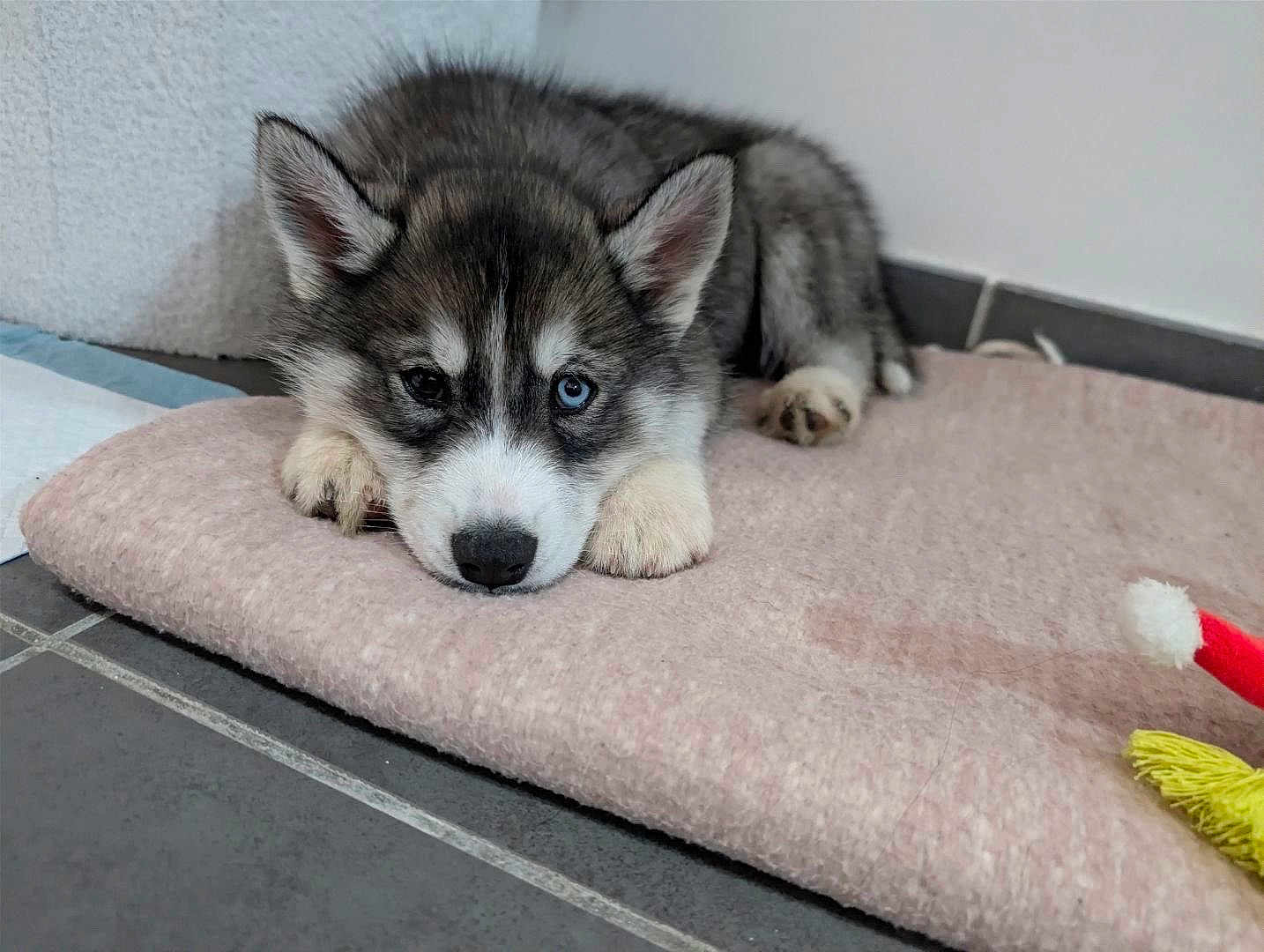 Anita participe au concours pour gagner de l'argent avec cette photo : puppy, dog, husky, heterochromia, blue_eye, brown_eye, pet, cute, lying_down, blanket, indoor, floor, tile_floor, toy, fur, ears, animal, companion, adorable, resting