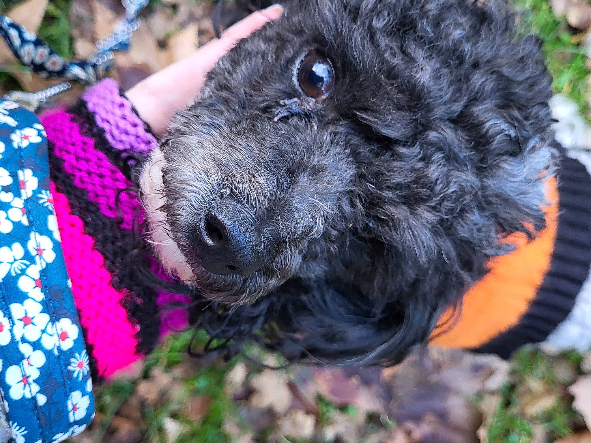 Rosy a rejoint le concours — aidez-le/la à gagner de superbes lots ! canidae, carnivore, companion_dog, dog, dog_breed, event, fur, grass, magenta, pattern, poodle, snout, sporting_group, standard_poodle, terrestrial_animal, terrier, toy_dog, water_dog, wool, working_animal