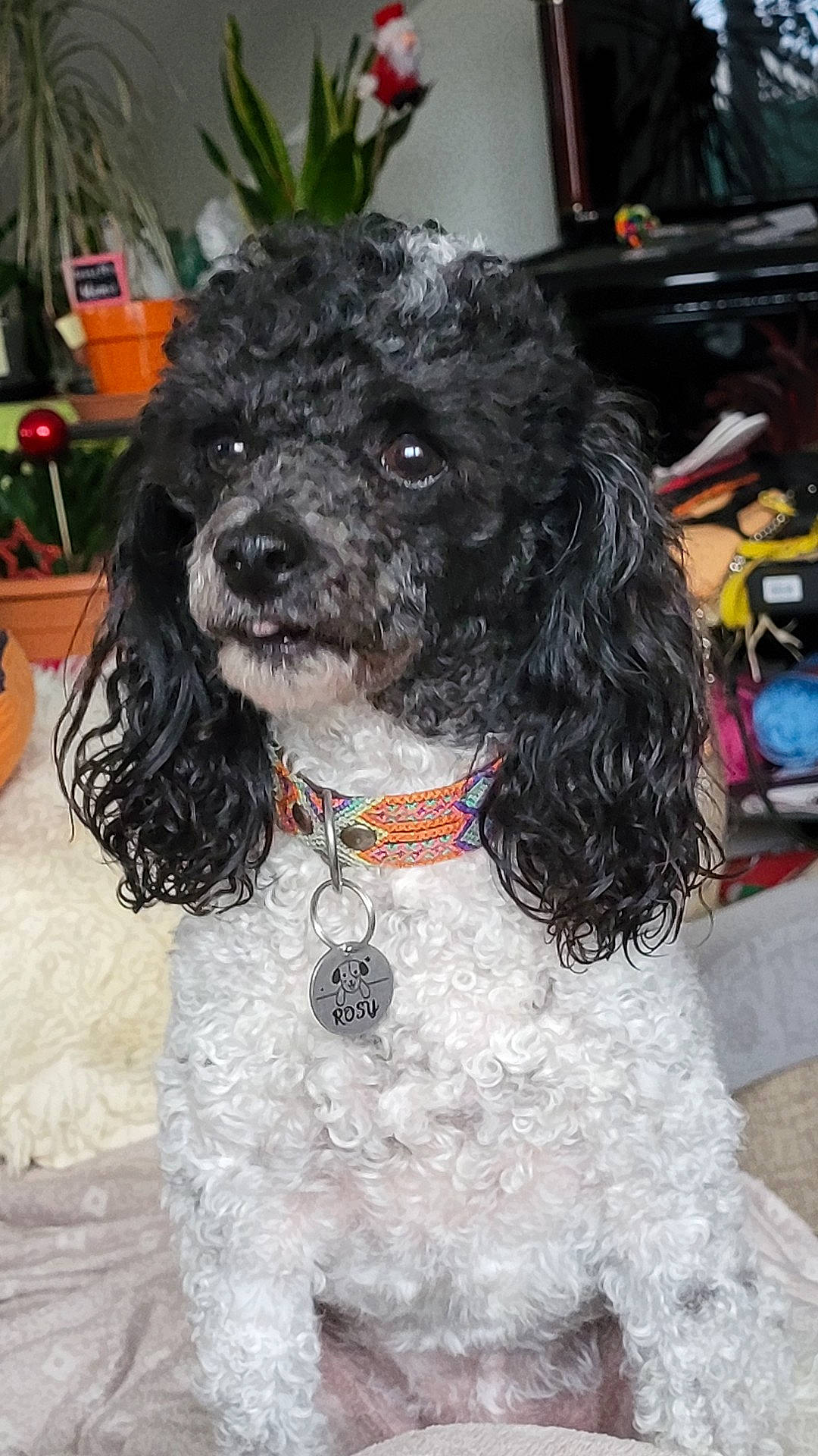 Rosy participe au concours pour gagner de l'argent avec cette photo : canidae, carnivore, collar, companion_dog, dog, dog_breed, dog_collar, dog_supply, flowerpot, fur, houseplant, labradoodle, pet_supply, snout, spaniel, sporting_group, terrier, toy_dog, water_dog, working_animal