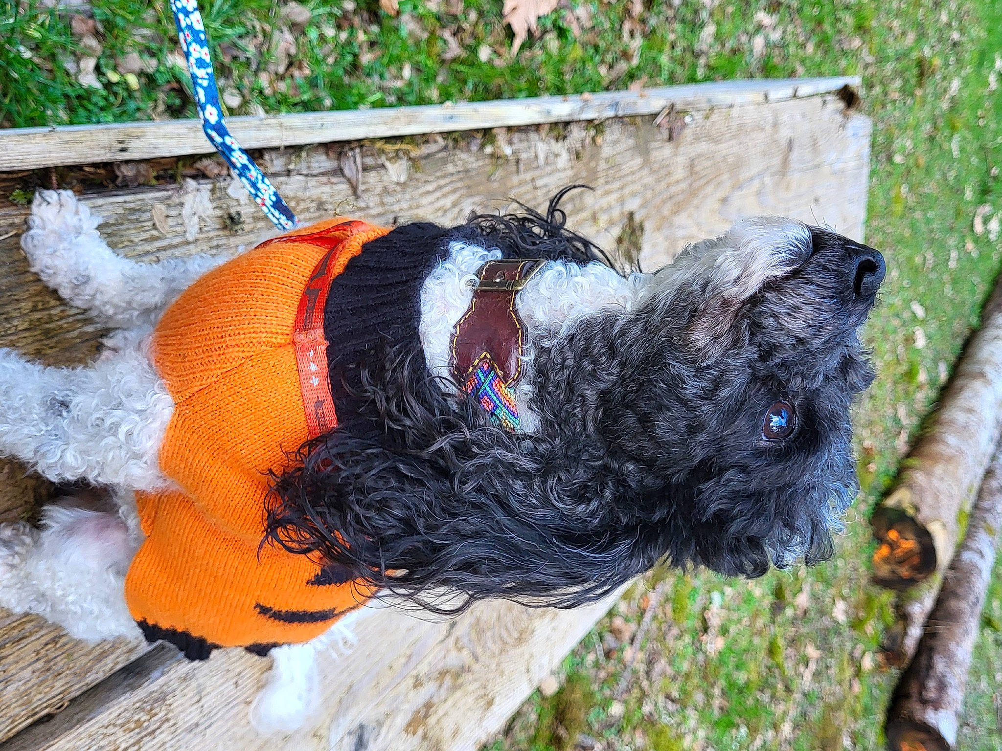 Rosy participe au concours pour gagner de l'argent avec cette photo : art, carnivore, collar, companion_dog, creative_arts, dog, dog_breed, dog_clothes, dog_supply, electric_blue, fashion_accessory, fur, grass, tail, thread, tree, trunk, wool, woolen, working_animal