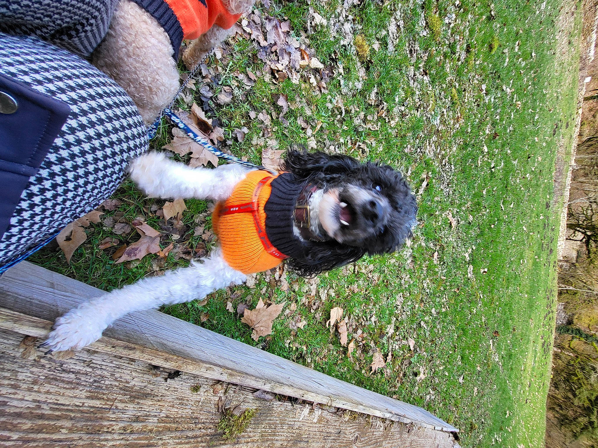 Rosy a rejoint le concours — aidez-le/la à gagner de superbes lots ! canidae, carmine, companion_dog, dog, dog_breed, fun, fur, grass, grass_family, human_leg, leisure, pattern, people_in_nature, plant, recreation, shrub, sitting, sporting_group, tail, tree