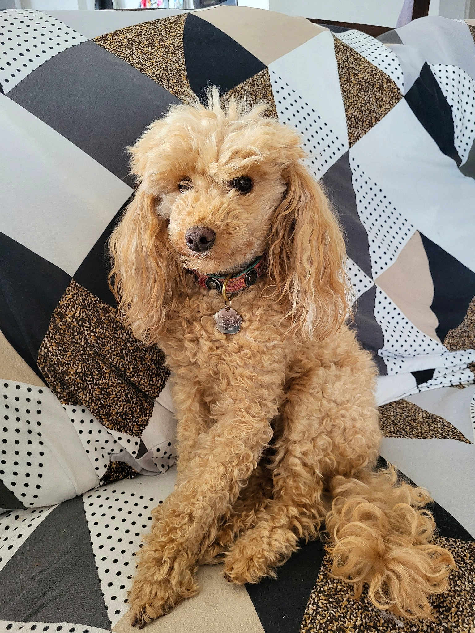 Cannelle
