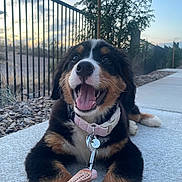 Willow joined the competition — help win amazing prizes! puppy, dog, leash, collar, sidewalk, happy, outdoor, sunset, fence, tree, pet, canine, smiling, young_dog, animal, tongue_out, close_up, nature, playful, domestic_animal