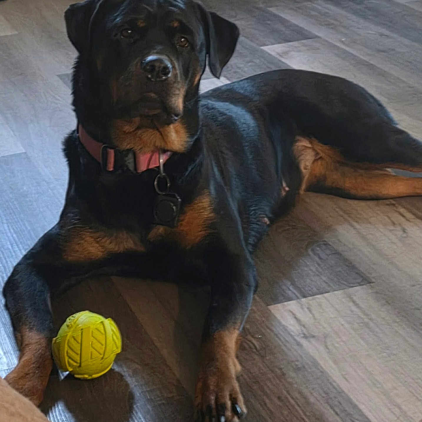 Zena
