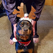 Zena is registered to the contest to win money with this photo: dog, rottweiler, antlers, reindeer_costume, pet, indoor, carpet, person, barefoot, holding, festive, holiday, black_and_tan, collar, cute, animal, canine, costume, wooden_door, calm