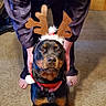 dog, rottweiler, antlers, reindeer_costume, pet, indoor, carpet, person, barefoot, holding, festive, holiday, black_and_tan, collar, cute, animal, canine, costume, wooden_door, calm