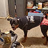 dog, rottweiler, clothing, hoodie, diaper, indoor, carpet, table, jar, gaming_controller, shelf, household_items, refrigerator, floor, pet, animal, looking, friendly, room, cluttered
