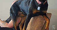 Zena is registered to the contest to win money with this photo: rottweiler, dog, pet, indoor, couch, furniture, living_room, tongue_out, happy, canine, animal, collar, black_and_tan, person_partial, tattoo, painting, wall, power_outlet, floor, relaxed