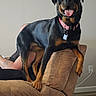 rottweiler, dog, pet, indoor, couch, furniture, living_room, tongue_out, happy, canine, animal, collar, black_and_tan, person_partial, tattoo, painting, wall, power_outlet, floor, relaxed