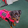 dog, rottweiler, service_dog, pink_vest, indoor, carpet, pet, animal, canine, alert, happy, leash, obedient, guard, working_dog, brown_eyes, black_fur, domestic_animal, pet_accessory, alert_posture