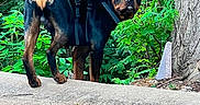 Ruger is registered to the contest to win money with this photo: alert, animal, bark, canine, dog, forest, greenery, ground, harness, leaf, mammal, nature, outdoor, park, pet, rottweiler, standing, trees, watchful, wildlife