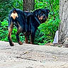 Ruger is registered to the contest to win money with this photo: rottweiler, dog, animal, canine, pet, outdoor, forest, trees, greenery, harness, nature, alert, standing, leaf, bark, ground, wildlife, mammal, watchful, park