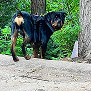 Ruger is registered to the contest to win money with this photo: rottweiler, dog, canine, pet, animal, outdoor, nature, greenery, forest, tree, leaves, harness, walking, path, curious, standing, mammal, black, brown, summer