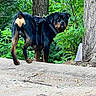 rottweiler, dog, canine, pet, animal, outdoor, nature, greenery, forest, tree, leaves, harness, walking, path, curious, standing, mammal, black, brown, summer