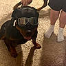 dog, rottweiler, goggles, carpet, person, socks, shorts, indoor, shadow, pet, animal, playful, companion, floor, legs, hand, reflection, canine, muzzle, tongue