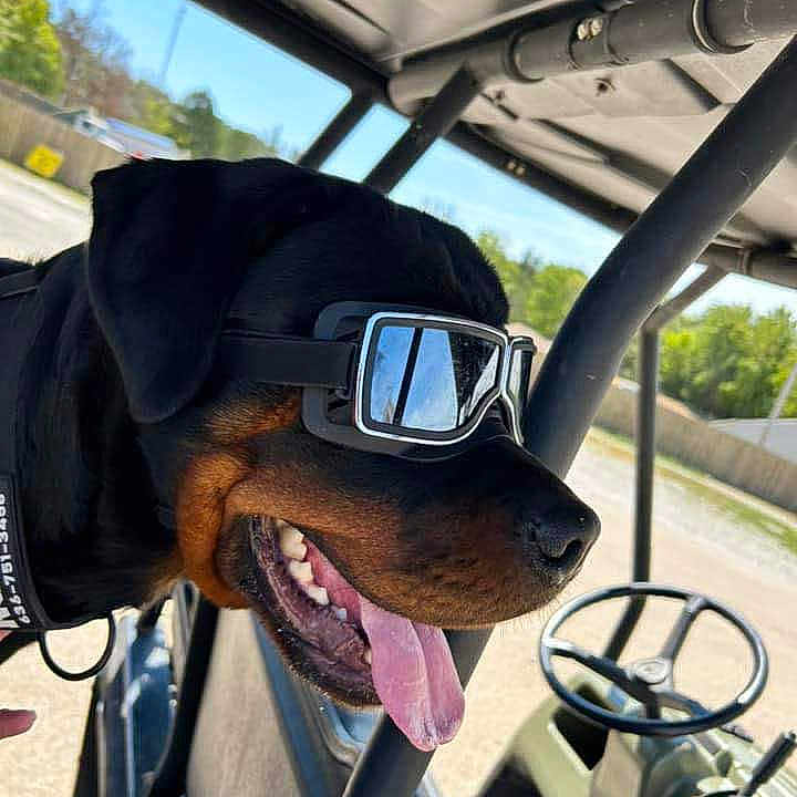 Ruger is registered to the contest to win money with this photo: rottweiler, dog, goggles, vehicle, tongue_out, happy, outdoor, sunny, reflection, seat, steering_wheel, metal_frame, pet, canine, transport, black_and_tan, smiling, animal, window, daylight