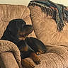 Ruger is registered to the contest to win money with this photo: rottweiler, dog, couch, living_room, pet, canine, indoor, brown, beige, blanket, relaxed, seated, watching_tv, furniture, home, companion, animal, resting, side_view, medium_sized_dog