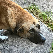 Duke is registered to the contest to win money with this photo: animal, brown_dog, calm, canine, closeup, concrete, dog, ears, face, fur, grass, head, lying_down, nature, outdoor, pavement, pet, quiet, resting, side_view