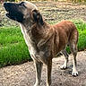 Duke is registered to the contest to win money with this photo: alert, animal, backyard, black_fur, canine, daylight, dog, ears, fence, grass, mammal, nature, outdoor, path, paws, pet, portrait, snout, standing, tan_fur