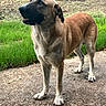 Duke is registered to the contest to win money with this photo: alert, animal, brown_coat, canine, daylight, dog, ears, fur, grass, greenery, ground, looking_away, nature, outdoor, outdoors, path, paws, pet, snout, standing
