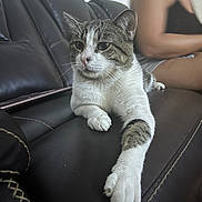 Edgurr joined the competition — help win amazing prizes! animal, blurred_background, casual_clothing, cat, companion, couch, domestic, feline, furniture, home, indoor, leather_couch, paw, person, pet, relaxed, resting, stretching, tabby_cat, white_cat