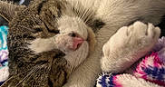 Edgurr joined the competition — help win amazing prizes! cat, sleeping, closeup, pet, feline, whiskers, paw, blanket, colorful, soft, cozy, resting, indoor, cute, fur, domestic_animal, relaxation, comfort, nap, animal