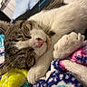 cat, sleeping, closeup, pet, feline, whiskers, paw, blanket, colorful, soft, cozy, resting, indoor, cute, fur, domestic_animal, relaxation, comfort, nap, animal