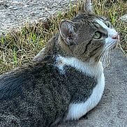 Edgurr is registered to the contest to win money with this photo: cat, tabby, white_markings, animal, pet, outdoor, grass, concrete, lying_down, looking_up, whiskers, ears, fur, nature, daylight, close_up, side_view, curious, mammal, domestic_cat