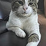 Edgurr joined the competition — help win amazing prizes! animal, cat, closeup, couch, domestic_animal, face, feline, front_leg, fur, indoor, leather, mammal, paw, pet, portrait, relaxed, resting, sitting, tabby_cat, whiskers