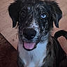 Artemis is registered to the contest to win money with this photo: dog, canine, pet, heterochromia, blue_eye, black_eye, tongue_out, happy, smiling, fur, ears, indoor, wooden_floor, portrait, closeup, animal, mammal, sitting, cute, friendly