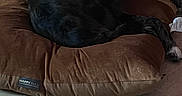 Artemis is registered to the contest to win money with this photo: dog, brown_cushion, happy_tails_label, black_and_white_dog, floor, tile_floor, pet_bed, indoor, relaxed, animal, canine, resting, looking_back, fur, paw, snout, ears, home, comfort, quiet