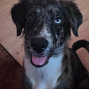 Artemis joined the competition — help win amazing prizes! dog, canine, pet, indoor, floor, wooden_floor, heterochromia, tongue_out, ears_up, close_up, portrait, black_nose, fur, happy, looking_up, brown, white, black, mixed_colors, tail