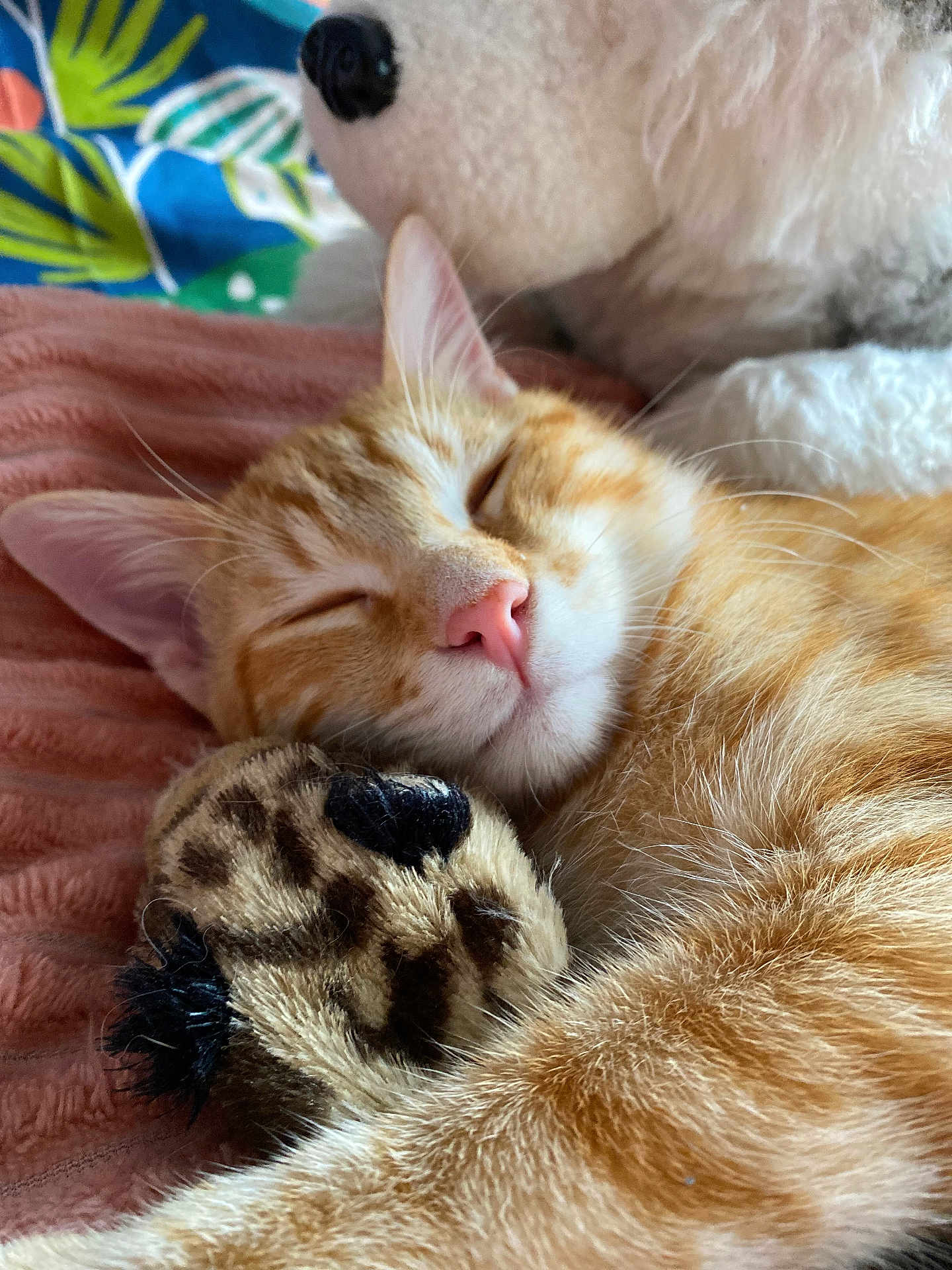 Albert participe au concours pour gagner de l'argent avec cette photo : cat, sleeping, orange_tabby, plush_toy, stuffed_animal, cozy, close_up, pink_nose, feline, resting, soft_texture, indoor, cute, pet, relaxed, whiskers, ears, fur, blanket, nap