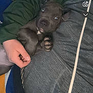 Nala Rae is registered to the contest to win money with this photo: puppy, dog, pet, animal, hands, person, clothing, blanket, indoor, cozy, cute, gray, small, lying_down, looking_at_camera, relaxing, casual, human, resting, warm