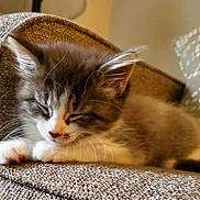 Misty is registered to the contest to win money with this photo: kitten, cat, sleeping, couch, furniture, cozy, indoor, pet, animal, fur, whiskers, paw, resting, cute, domestic, soft, texture, closeup, calm, relaxation