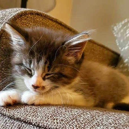 Misty is registered to the contest to win money with this photo: kitten, cat, sleeping, couch, furniture, cozy, indoor, pet, animal, fur, whiskers, paw, resting, cute, domestic, soft, texture, closeup, calm, relaxation
