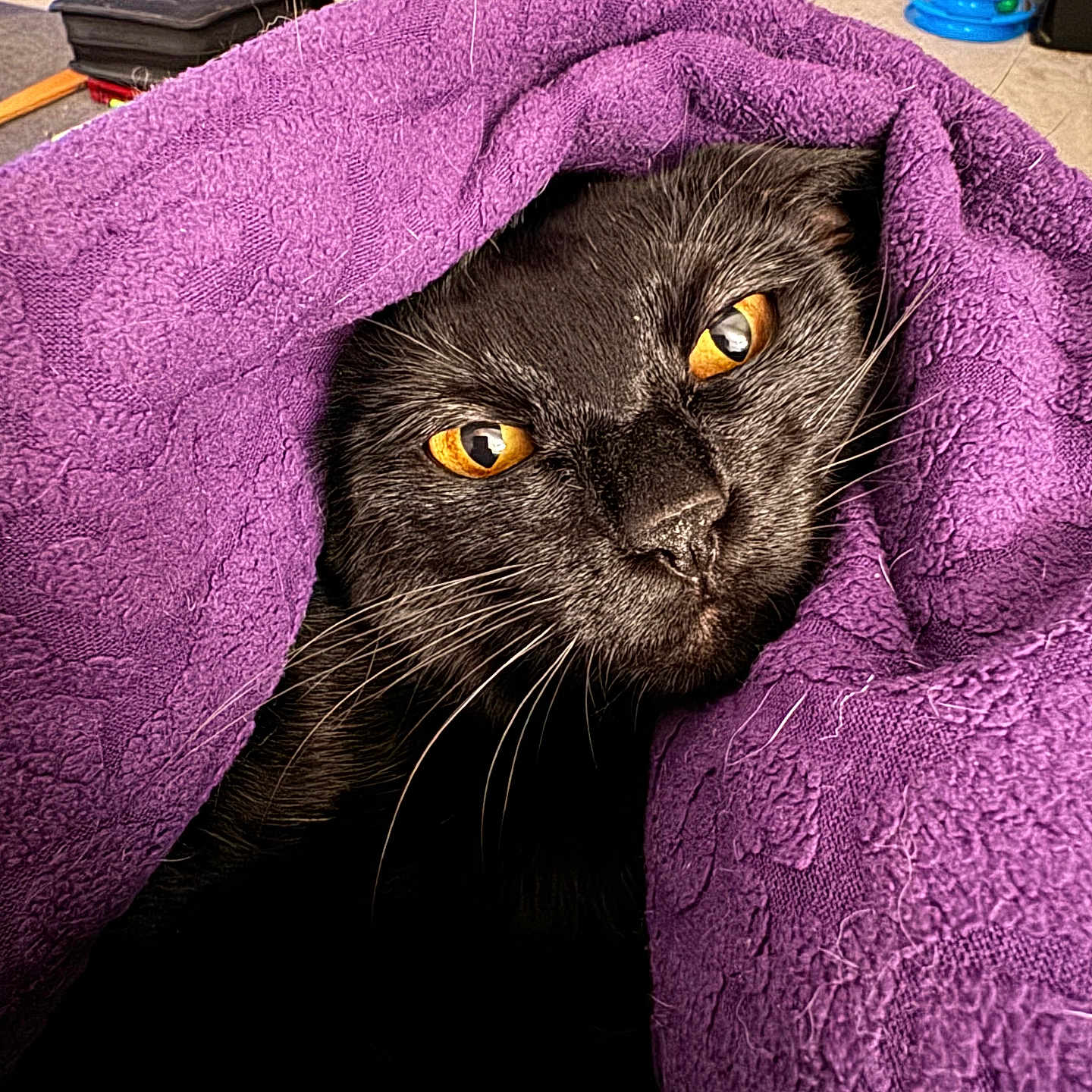 Mochi