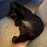 Mochi is registered to the contest to win money with this photo: black_cat, cat, pet, indoor, carpet, furniture, couch, cozy, stretching, playful, animal, mammal, paw, fur, relaxing, home, yellow_eyes, curled_up, resting, feline