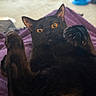 black_cat, cat, pet, claws, paws, purple_blanket, indoor, carpet, toy, blurry_background, amber_eyes, fur, animal, closeup, relaxed, lying_down, cute, whiskers, playful, curious