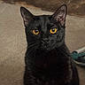 Mochi is registered to the contest to win money with this photo: black_cat, cat, pet, animal, feline, indoor, fur, whiskers, golden_eyes, portrait, looking_at_camera, domestic_cat, close_up, mammal, cute, alert, sitting, household, carpet, ears