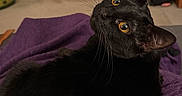 Mochi is registered to the contest to win money with this photo: black_cat, cat, pet, animal, feline, indoor, purple_blanket, fur, whiskers, ears, eyes, looking_back, cozy, home, carpet, door, box, relaxed, close_up, mammal