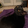 black_cat, cat, pet, animal, feline, indoor, purple_blanket, fur, whiskers, ears, eyes, looking_back, cozy, home, carpet, door, box, relaxed, close_up, mammal
