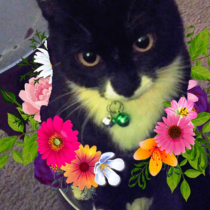 Missylane is registered to the contest to win money with this photo: accessories, anemone, animal, art, cat, dahlia, daisy, floraldesign, flower, flowerarrangement, flowerbouquet, geranium, graphics, pattern, pet, petal, plant, pottedplant, purple, rose